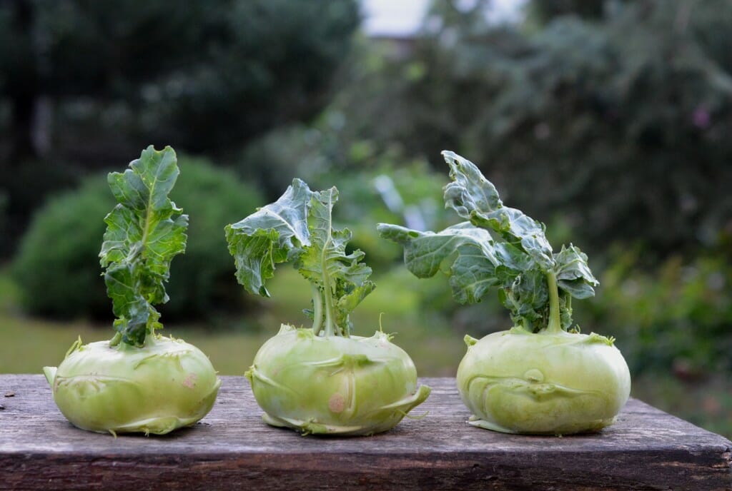 a-garden-plant-a-vegetable-chinese-cabbage-kohlrabi-162847