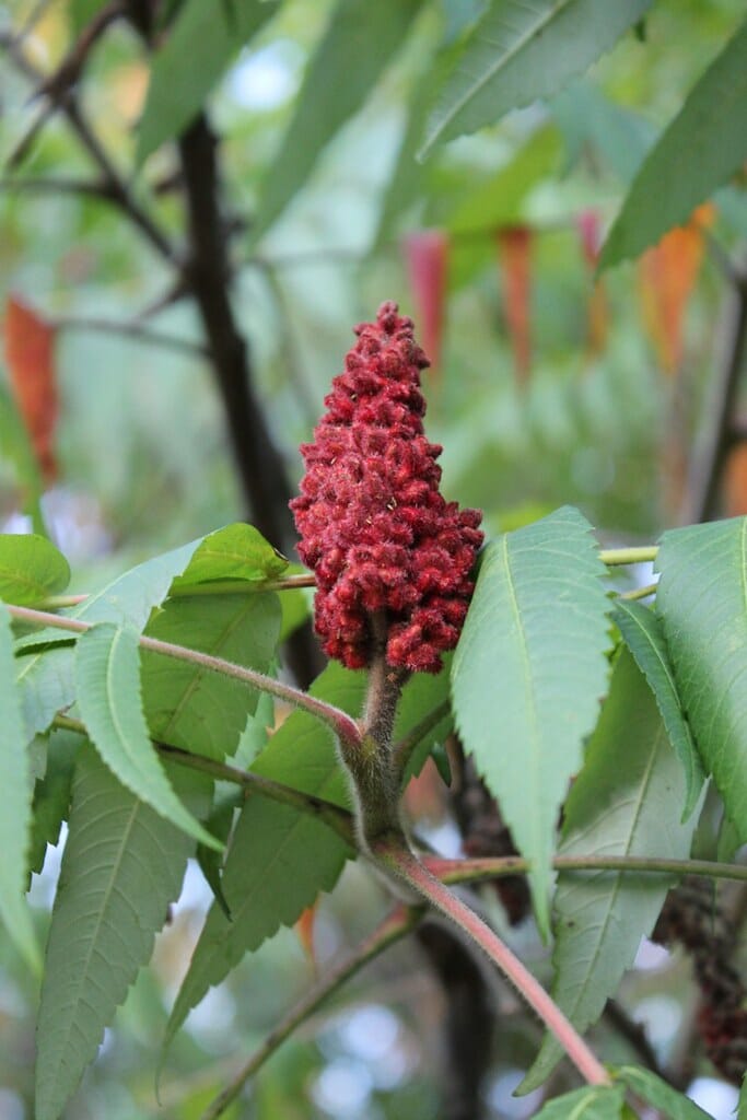 Sumac: Herb of the Week · CommonWealth Holistic Herbalism