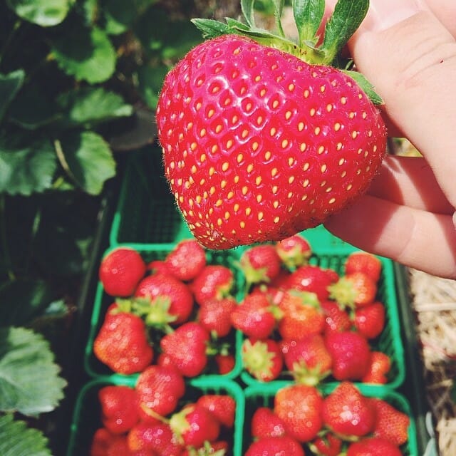 Strawberries_halton