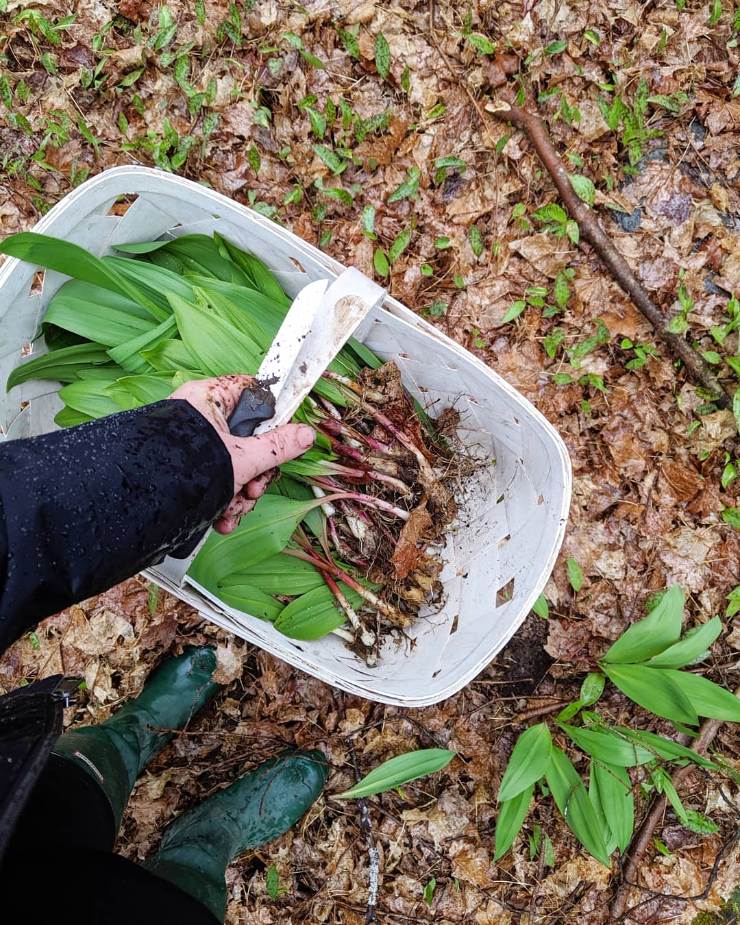 10 Things to Forage in Ontario: An Edible Timeline