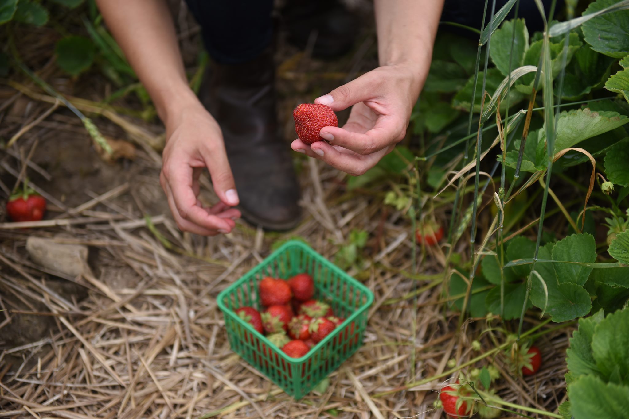 Image of hand holding strawberry in strawberry field.