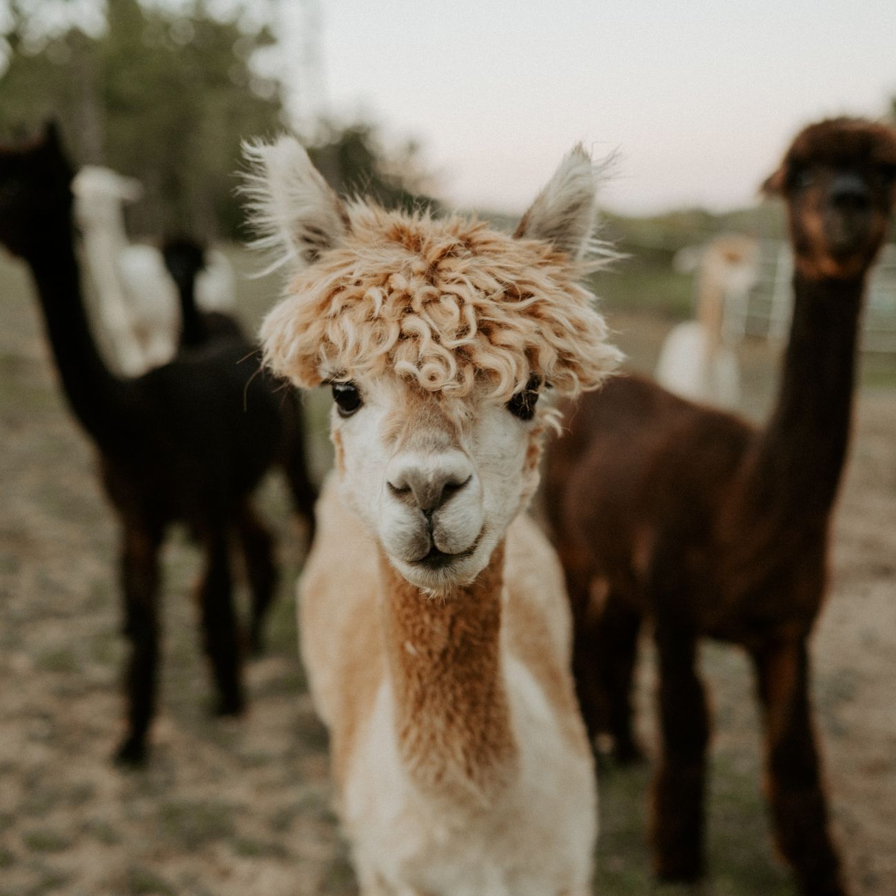 Image of Alpaca for Taste Real Guelph Wellington