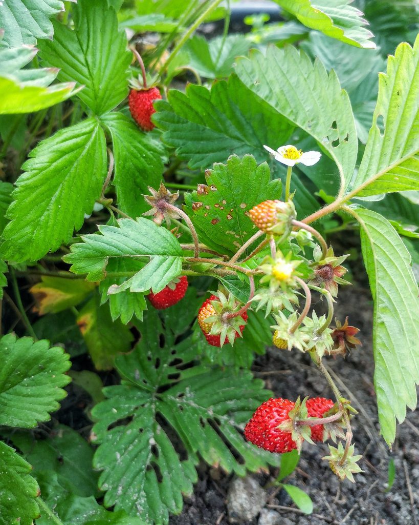 10 Things To Forage In Ontario: An Edible Timeline 