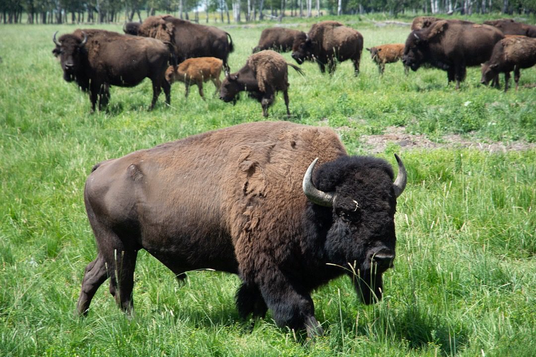 Ontario Bison, It’s a thing. | Ontario Culinary