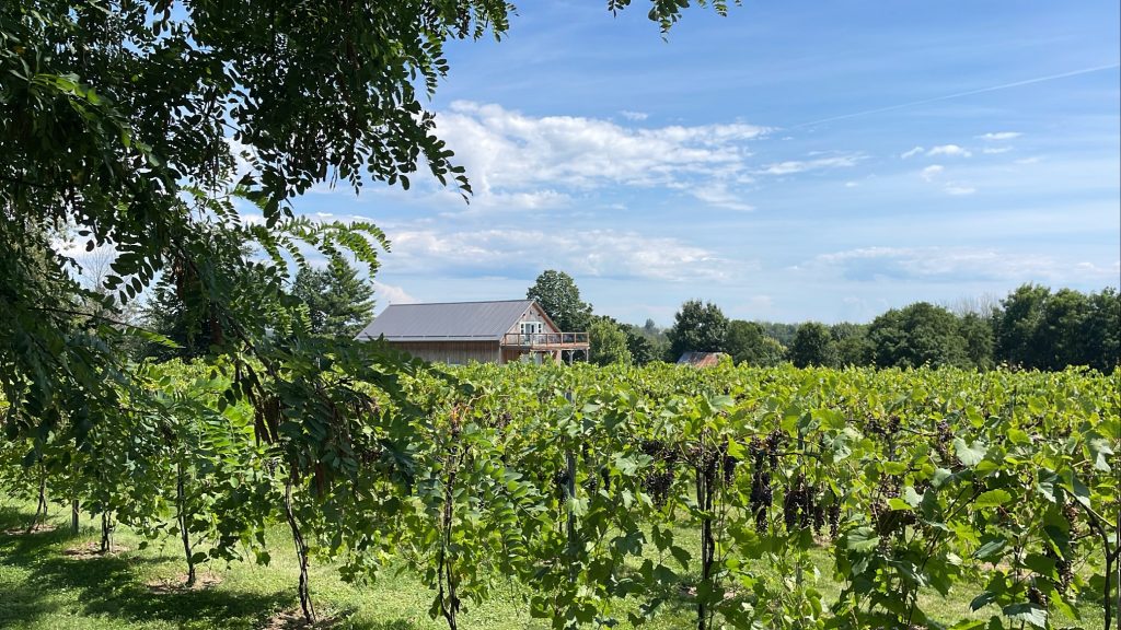 shot of the vineyard and the house at Stone House Vineyards in SDG