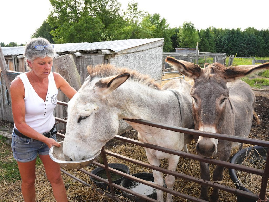 Wendy feeding two donkeys at Furnace Falls Farm/Wendy's Country Market