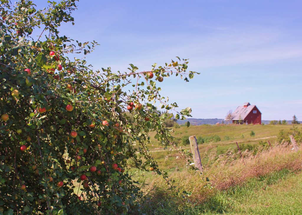 image of an apple tree on the side of a road and a red barn off in the distance 