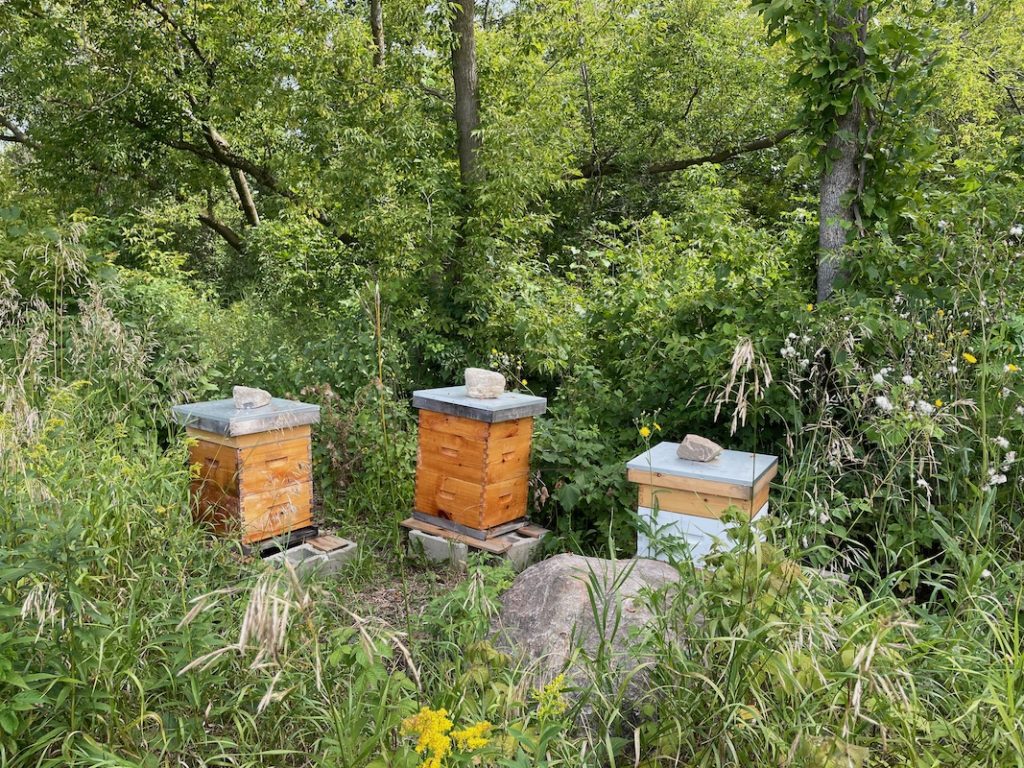 photo of hives at Springfield Organics