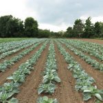 field of produce at smirk family gardens