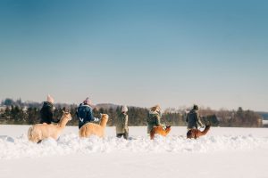 five people walking an alpaca at Udderly Ridiculous Farm Life in the snow