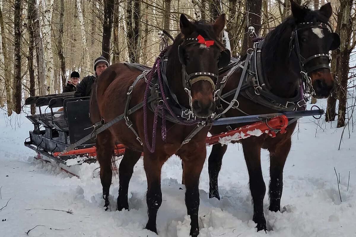 Two horses pull a carriage through the snow in a forest