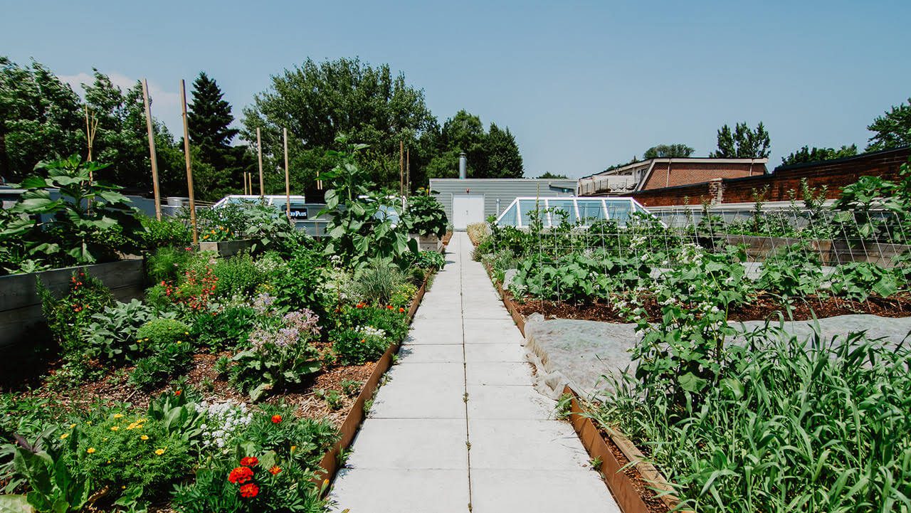 avling rooftop garden