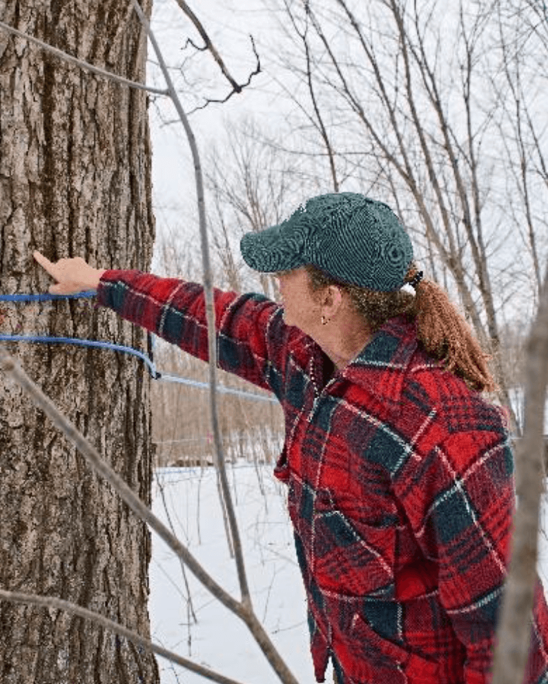 Sweet spring delight Exploring maple syrup season in Kawartha Lakes
