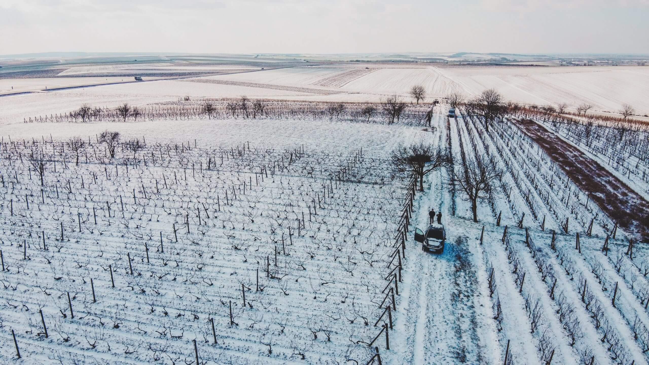 winter-vineyard