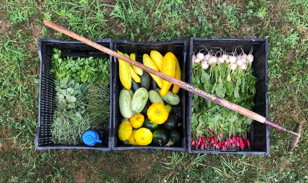 overhead shot of garden finds from sixthirtynine's farm