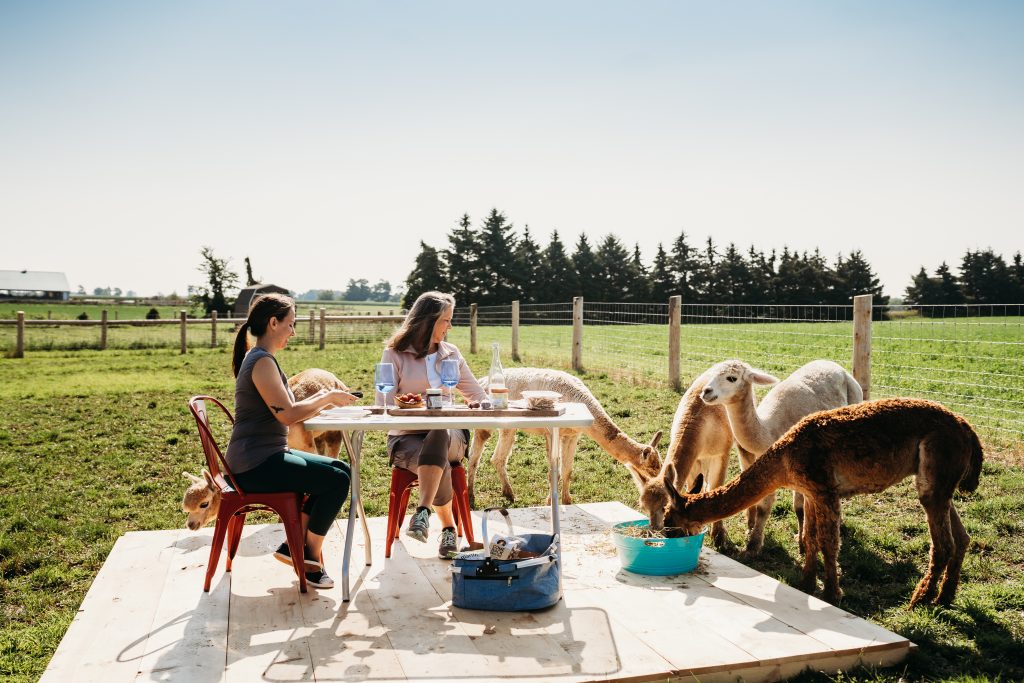 udderly ridiculous alpaca picnic