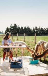 udderly ridiculous alpaca picnic