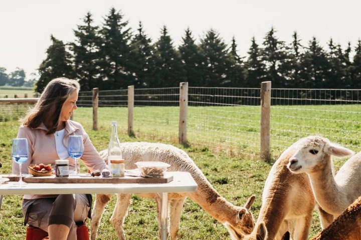 udderly ridiculous alpaca picnic