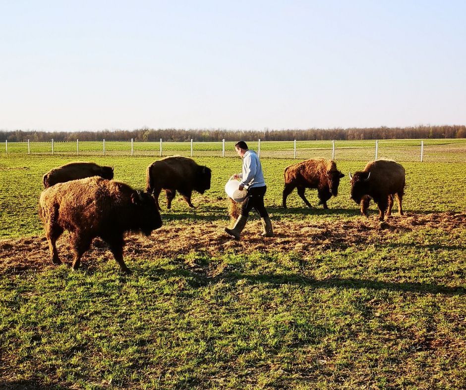 man out in field with five bison