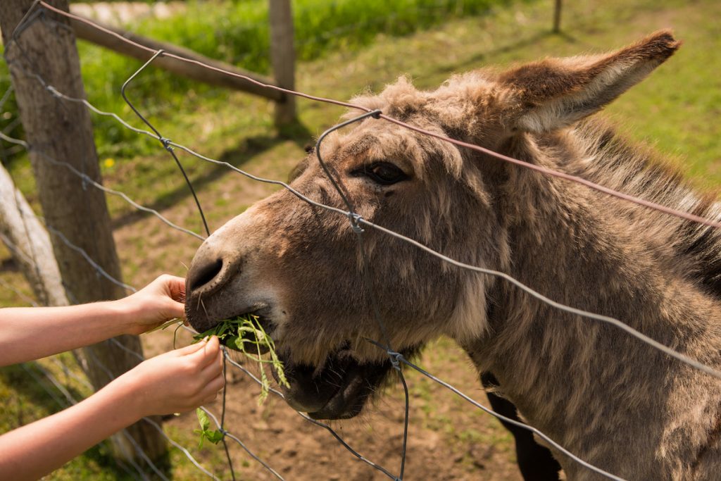 two little hands feeding a donkey at the spring rural romp