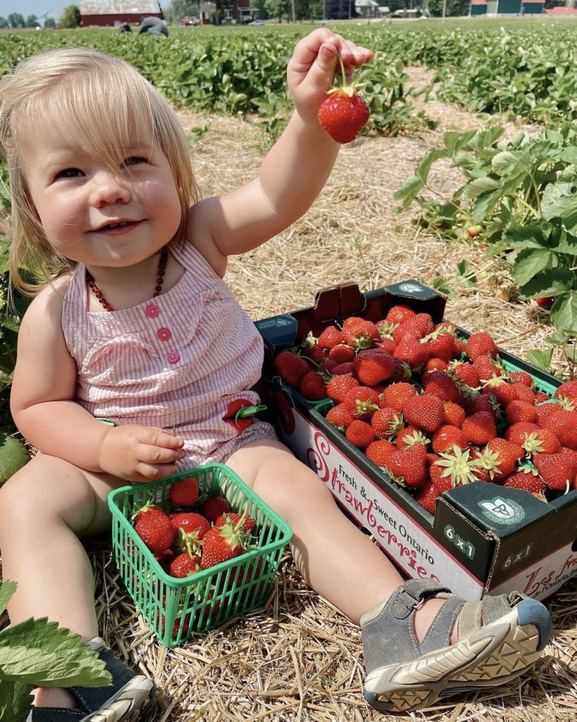 baby holding strawberry in the field