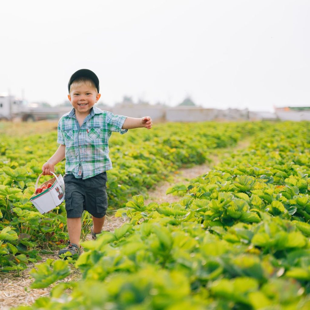 little boy running in strawberry patch