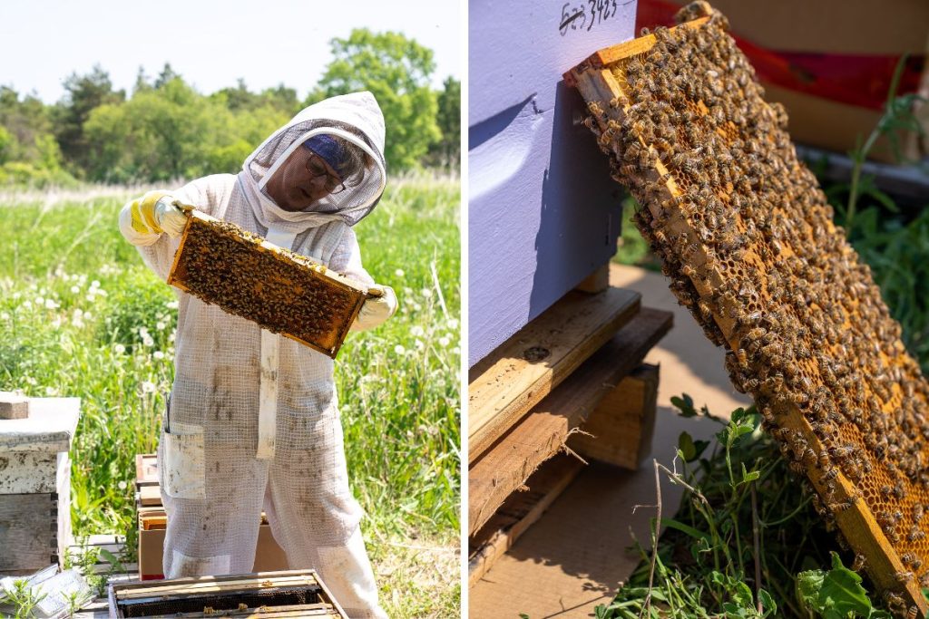 grid of two photos from The Bee Spot, on the left Nadine holding a bee frame and on the right a closeup of a bee frame