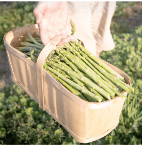 a hand holding a full bucket of asparagus