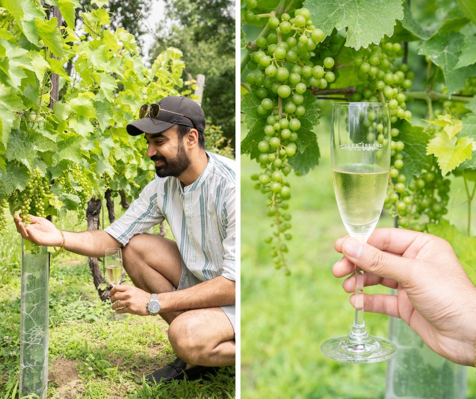 a grid of two photos from pelee island winery: on the left, abhigamya kneeling and looking at some grapes in the vineyard; on the right, a hand holding a glass of wine in front of grapes in vineyard