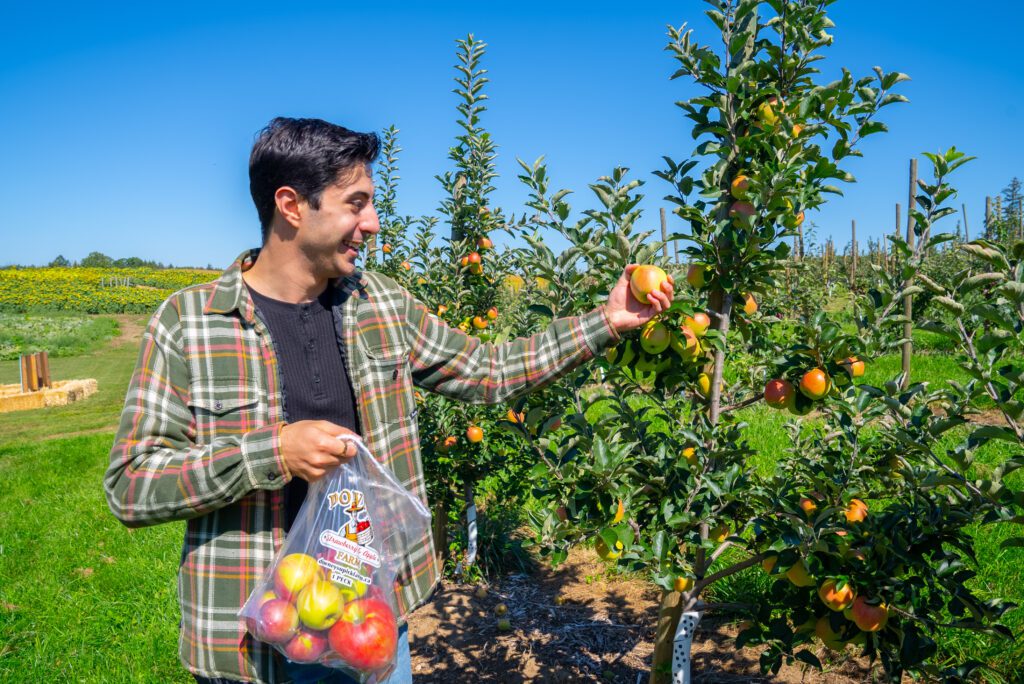 Photo of man picking an apple from tree holding bag of apples