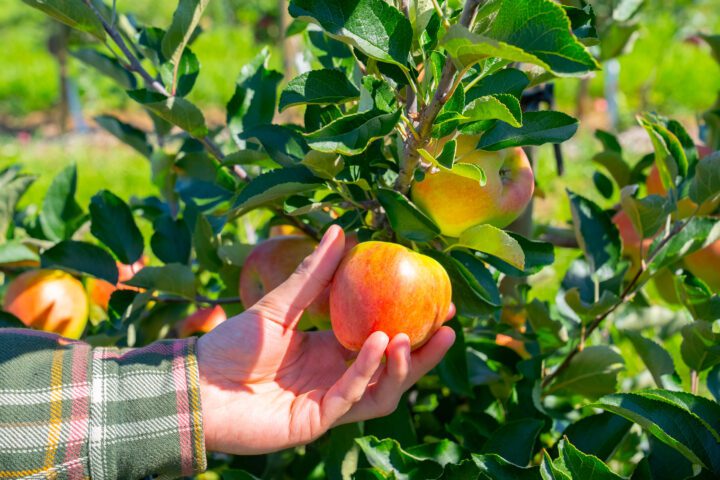 Picture of hand picking an apple from tree