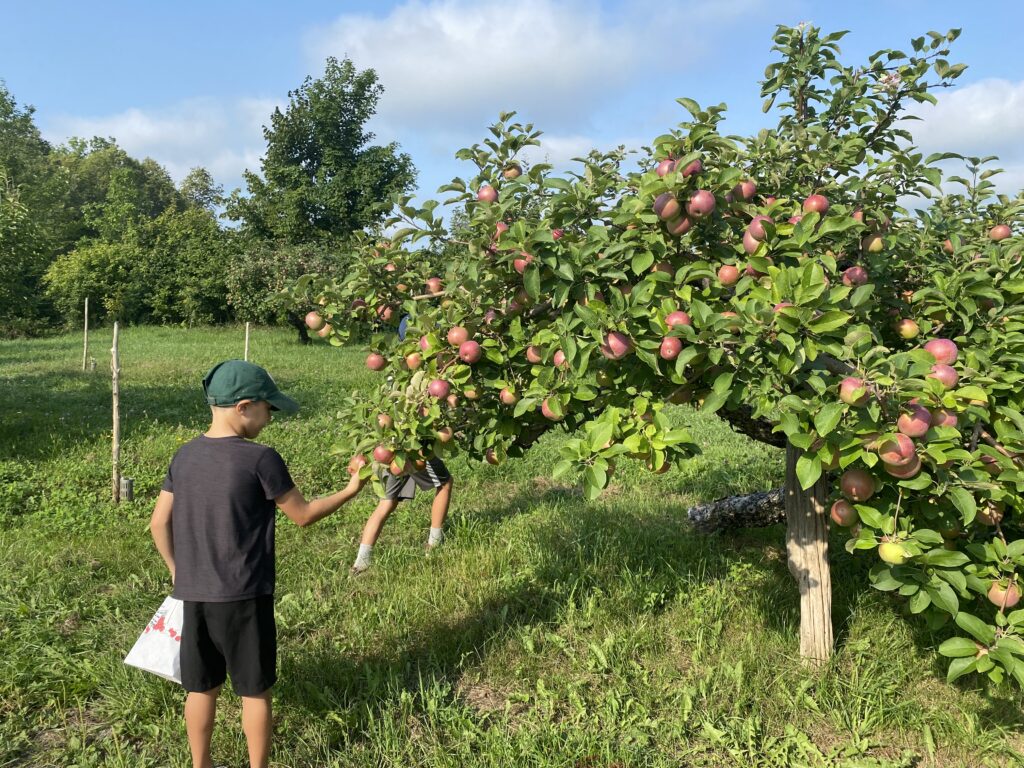 Boy picking apples from a tree