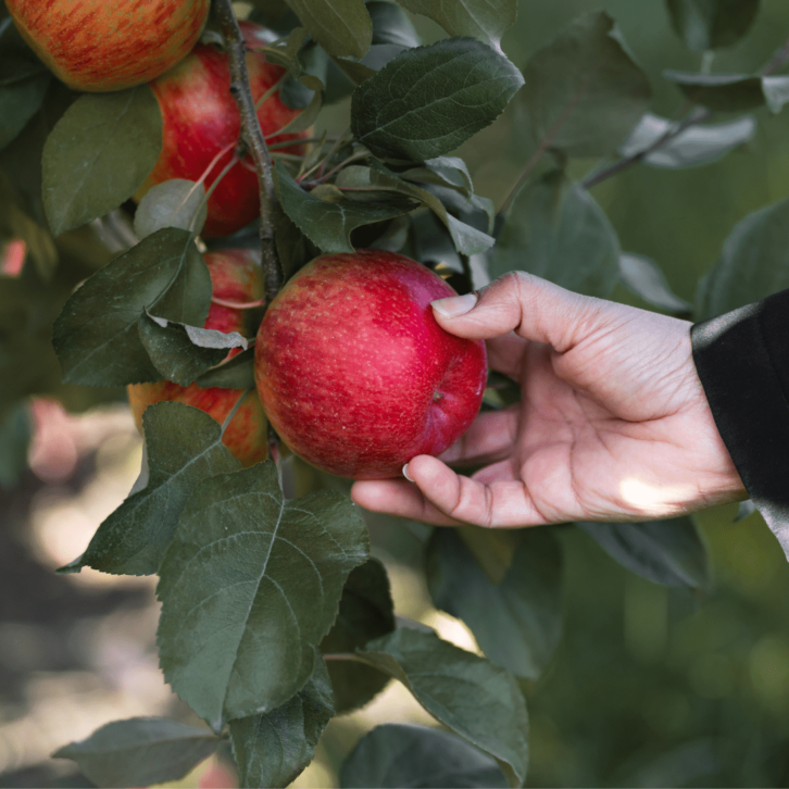 image of apple being picked by hand from a tree