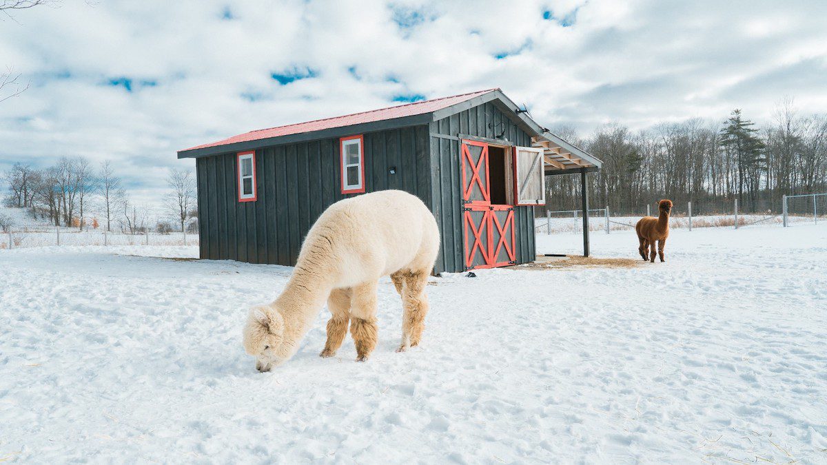 two alpacas in the snow