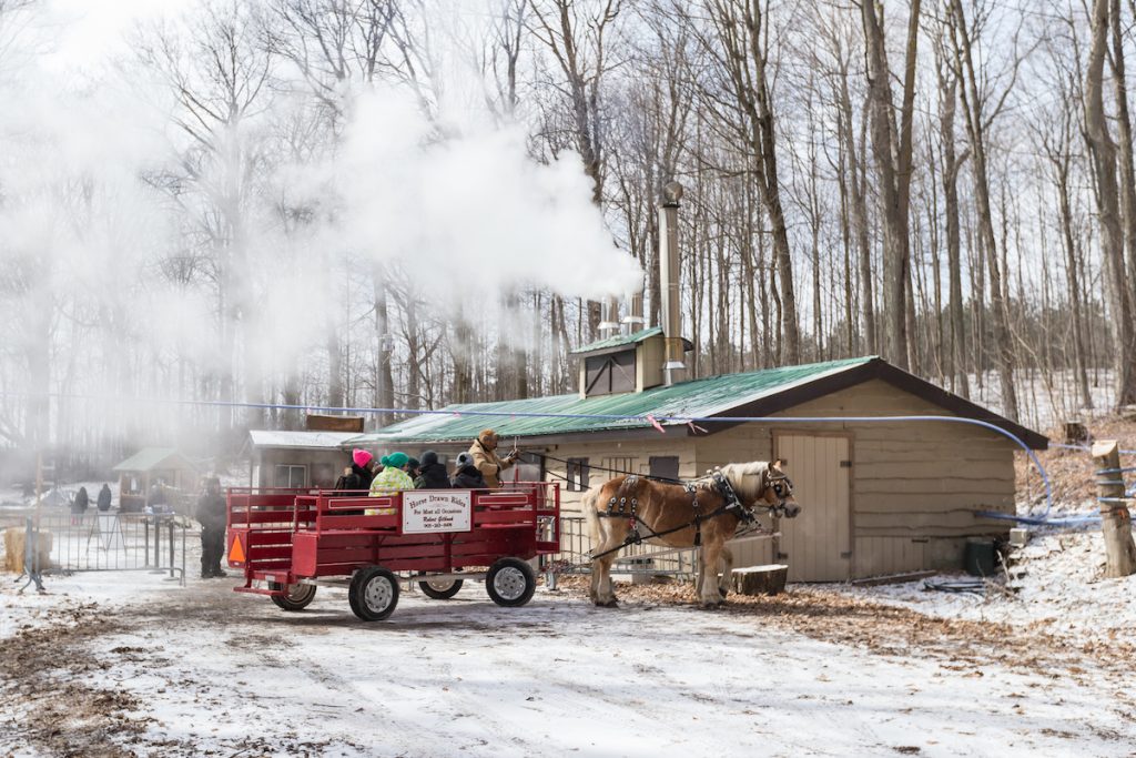 purple woods maple syrup horse drawn wagon ride in front of the sugar shack