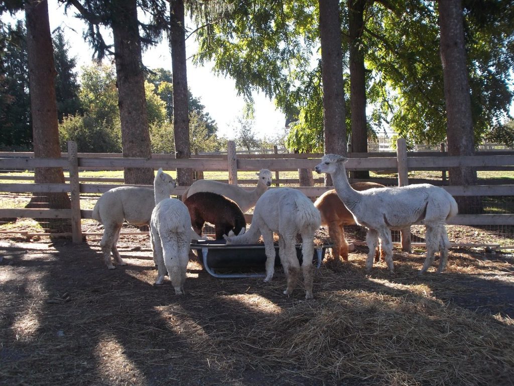 5 alpacas outside drinking water