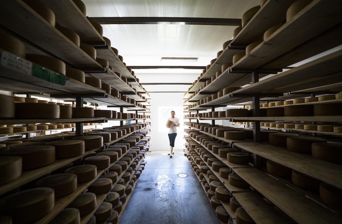 Gunn's Hill aging room photo with Shep walking down a row of cheese