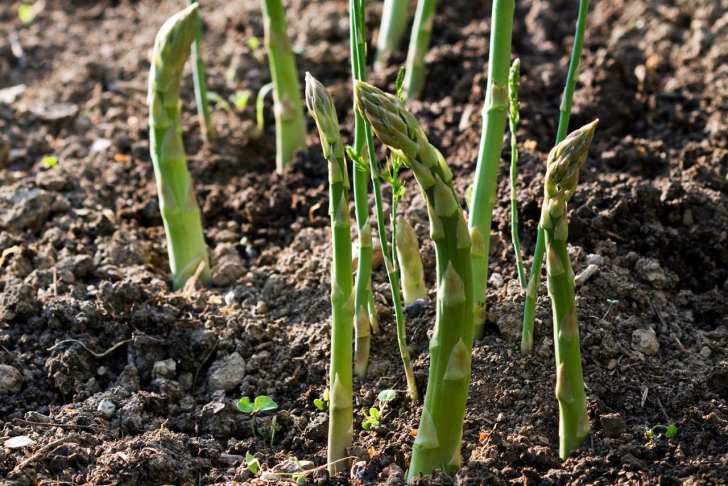 Asparagus spears in soil