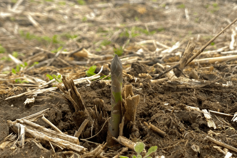 Asparagus spears growing from soil