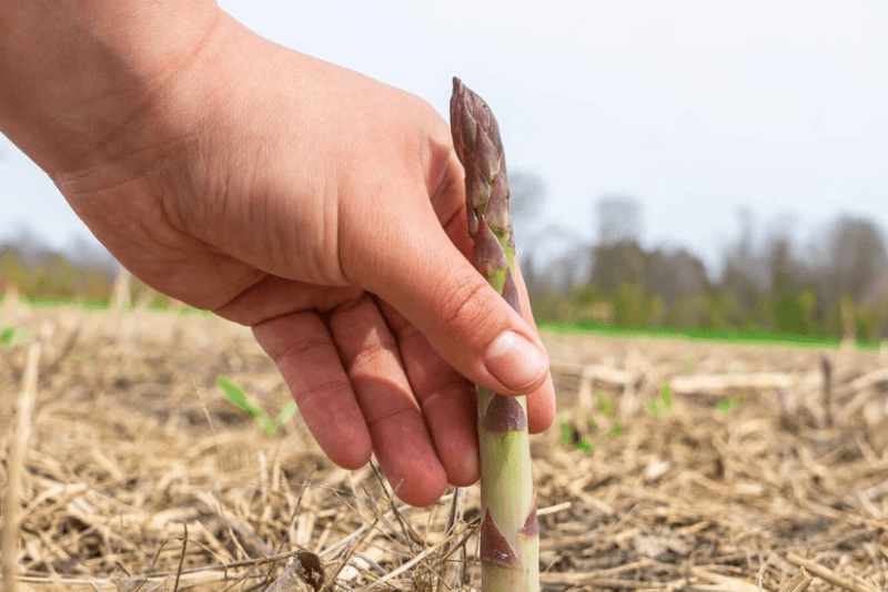 single hand picking one asparagus spear from soil