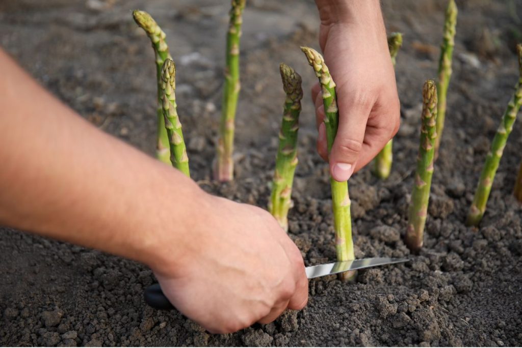 Close up shot of hands cutting asparagus from soil