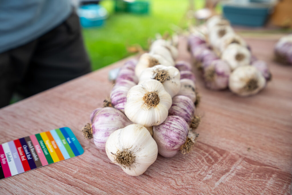 Haliburton Garlicloves James Ton Photo Credit