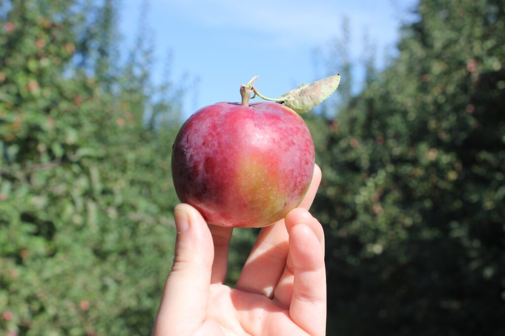 a hand holding up the perfect apple in front of an orchard