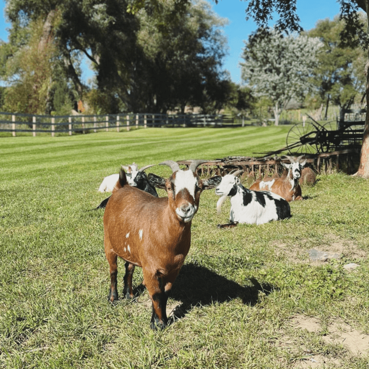 Shot of goats in a field with fence in background
