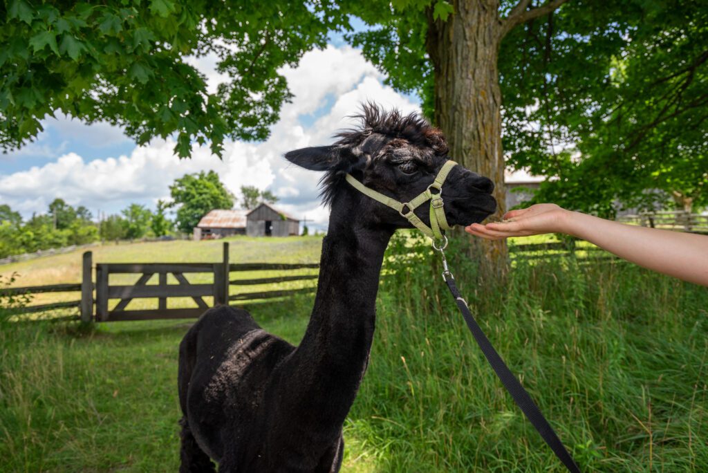 One of the alpacas in the herd at Wanderlight Alpaca