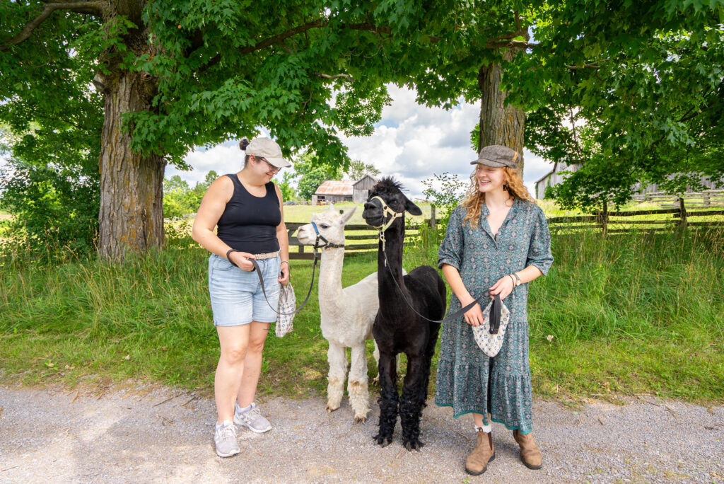 Walking alpacas at Wanderlight Alpaca