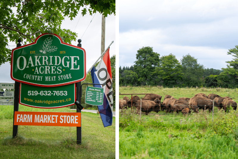 image of Oakridge Acres farm sign and bison grazing on a field.