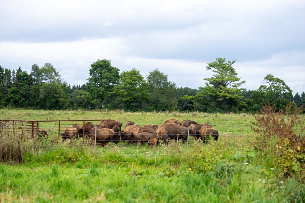 Wide shot of bison in a field at Oakridge Acres