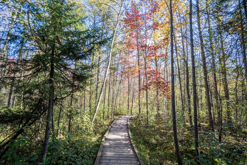 trail through the forest at sifton bog