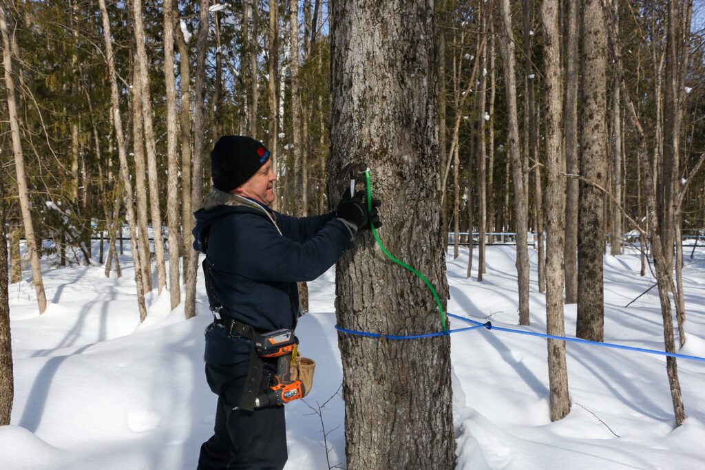 man tapping trees